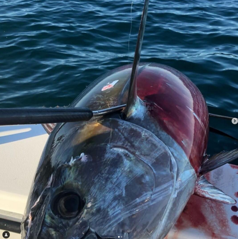 Gaff Hooks Winthrop Tackle